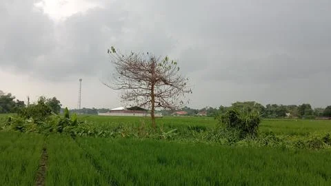 Rice field view Stock Photos