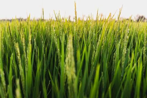 Rice field view from the side Stock Photos