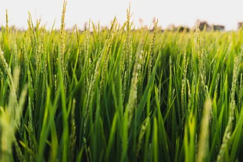 Rice field view from the side Stock Photos