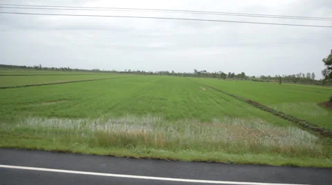Rice field view from street Video stock 60608166