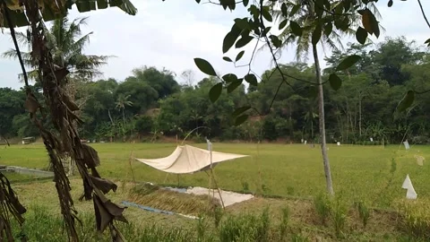 Rice Field View at Subang 動画素材 204879121