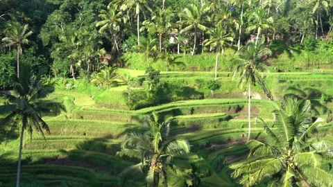 Rice field view from top Stock Footage 130907460