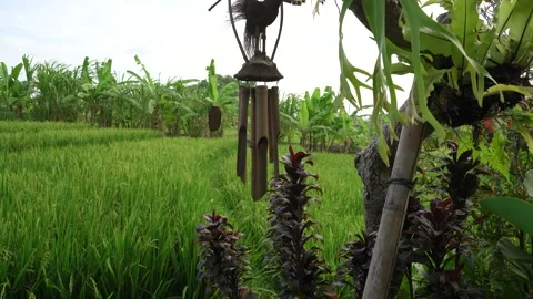 Rice Field View with Wind chime 2 Stock Footage 208050545