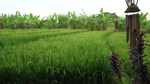 Rice Field View with Wind chime Stock Footage 208050562