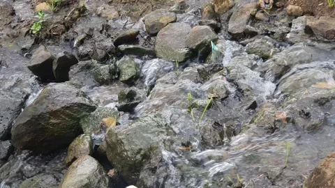Rice field water flows over rocks Stock Footage 312928285