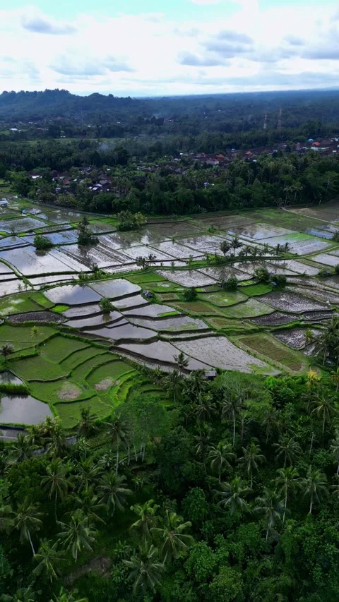 Rice field with water general view Stock Footage 240187857