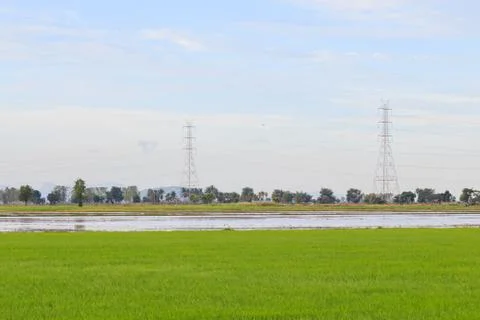 Rice field white cloud blusky Stock Photos