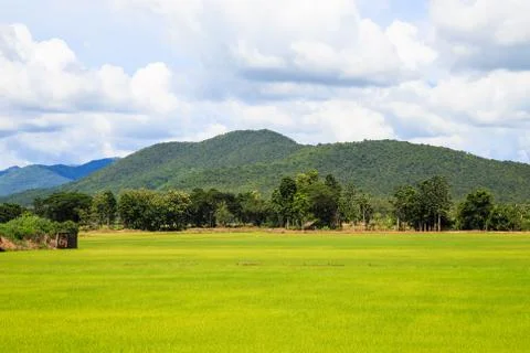 Rice field white cloud blusky Stock Photos
