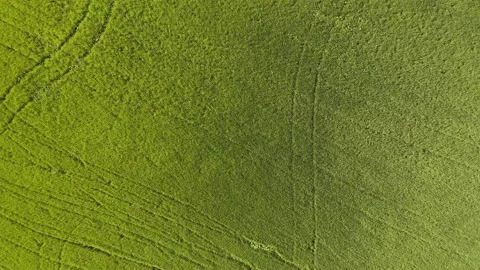 Rice field in the wind 2 Stock Footage 139989552