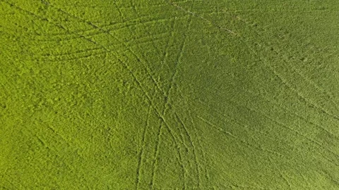 Rice field in the wind Stock Footage 139989542