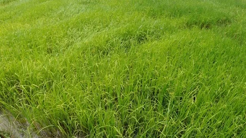 Rice Field Wind - Full HD Stock Footage 116484122
