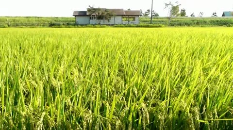 Rice Field Wind - HD Stock Footage 12619093
