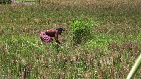 Rice Field Work, Highlights around Bali 스톡 동영상 100792903