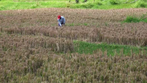 Rice Field Worker. Highlights around Bali 스톡 동영상 100792900