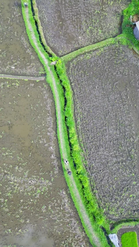 Rice field worker vertical shot 스톡 동영상 240188322