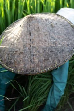 A rice field worker is wearing a traditional hat in Bali, Indonesia Stock Photos