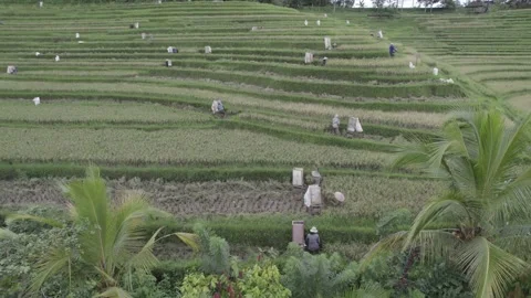 Rice field workers in Bali Stock Footage 231294569