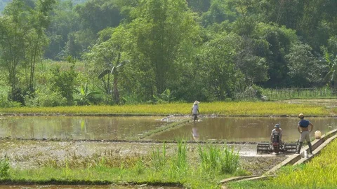 Rice field workers 動画素材 128453369