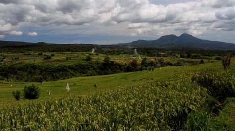 Rice field WS V002 Cloudy Stock Footage 33914010