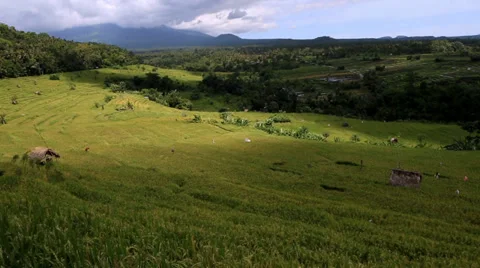 Rice field WS V003 Cloudy 스톡 동영상 33914925