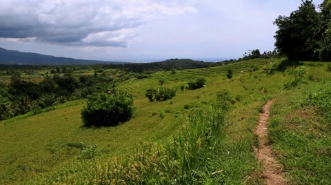 Rice field WS V004 Cloudy 스톡 동영상 33913673