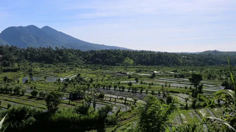 Rice field WS V005 Cloudy 스톡 동영상 33916491