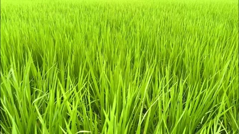 Rice field1 Stock-Footage 329599398