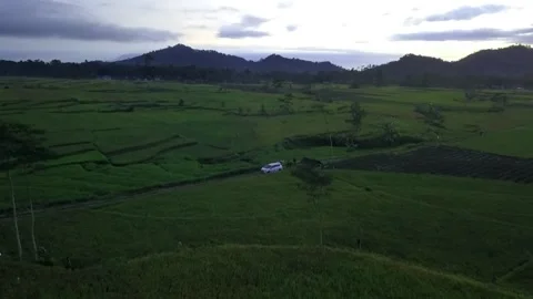 Rice Fieldds Stock Footage 146052022