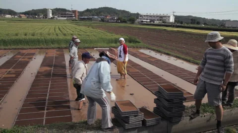 Rice Fields (1) Vidéo 5138087