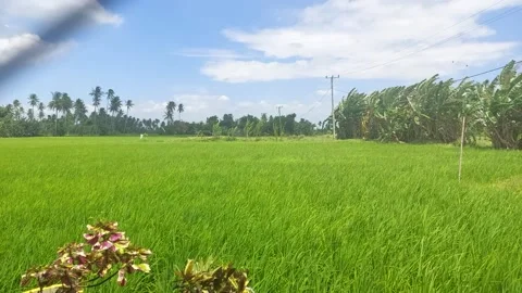 Rice fields 1 Stock Footage 223482709