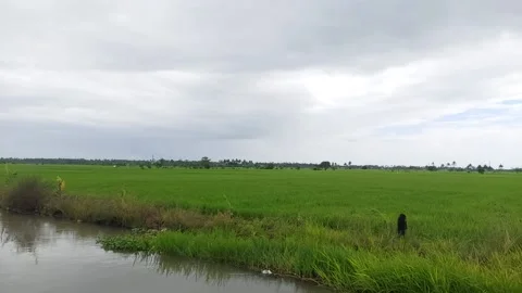 Rice fields 10 Stock Footage 224006502