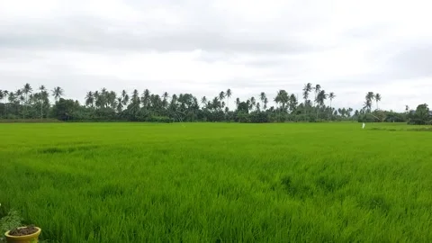 Rice fields 11 Stock Footage 224006690