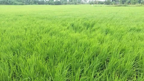 Rice fields 12 Stock Footage 224007996