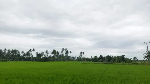 Rice fields 13 Video stock 224007945