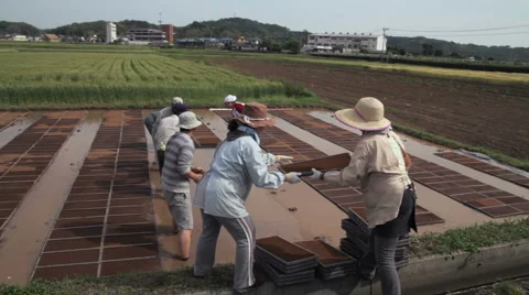 Rice Fields (2) Vidéo 5138782