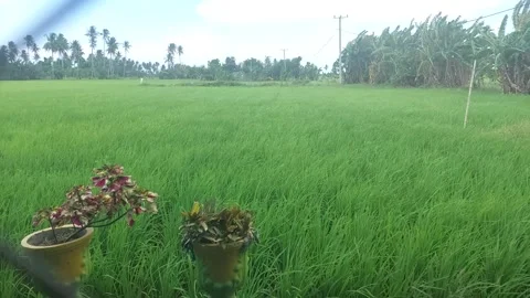 Rice fields 2 Stock Footage 223481822