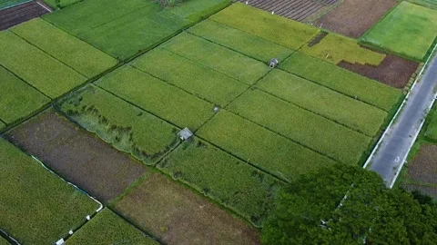 Rice fields 2 Stock Footage 224998805