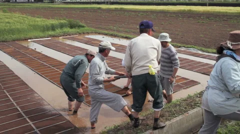 Rice Fields (4) Vidéo 5139529