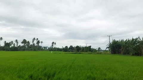 Rice fields 4 Stock Footage 223674530