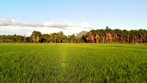 Rice fields 4k Moyobamba San Martin Perú Stock Footage
