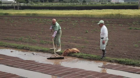 Rice Fields (5) Vidéo 5139631