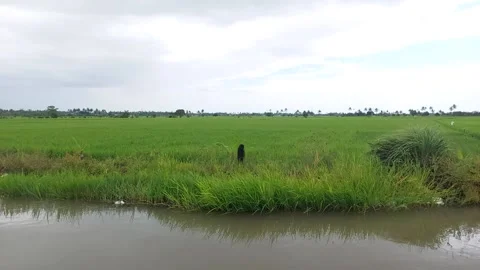 Rice fields 5 Stock Footage 223676196