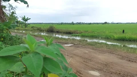 Rice fields 6 Stock Footage 223677200