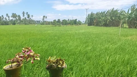 Rice fields 7 Stock-Footage 223677243