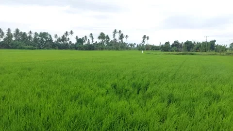 Rice fields  8 Stock-Footage 223677278