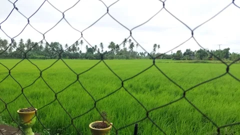 Rice fields 9 Stock Footage 224006249