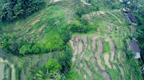 Rice fields from above aerial Stock Footage 66251408