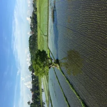 Rice fields from above Stock Photos