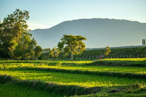Rice fields in aceh during the growing season. Stock Photos