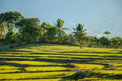 Rice fields in aceh during the growing season. Stock Photos